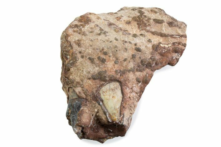 Fossil Running Rhino (Hyracodon) Jaw Section - South Dakota #375420